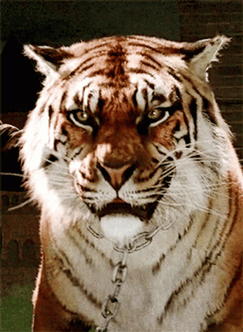 Tiger Growl Smile GIF