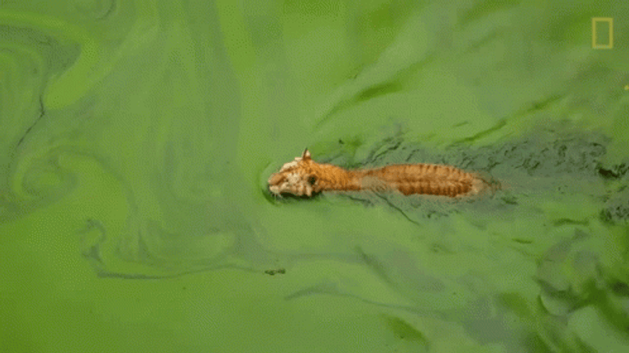 Tiger In A Swamp GIF