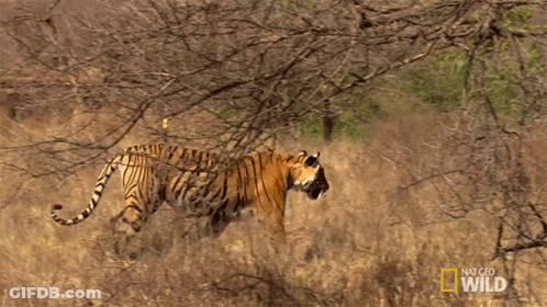 Tiger In Field With National Geographic Wild Logo GIF