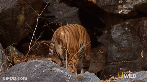 Tiger In Rocky Area National Geographic Wild Logo GIF