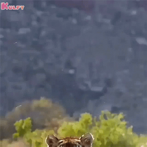 Tiger Jump Slow Motion GIF