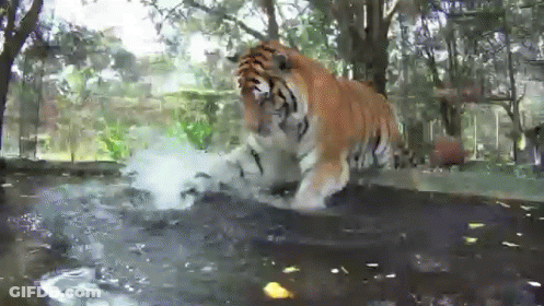 Tiger Jumping Into Water GIF