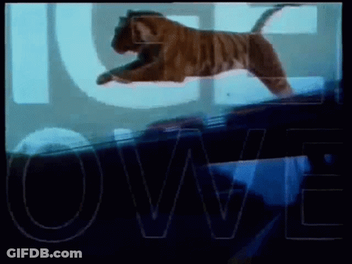 Tiger Jumping Over Glass Wall Saying Owe GIF