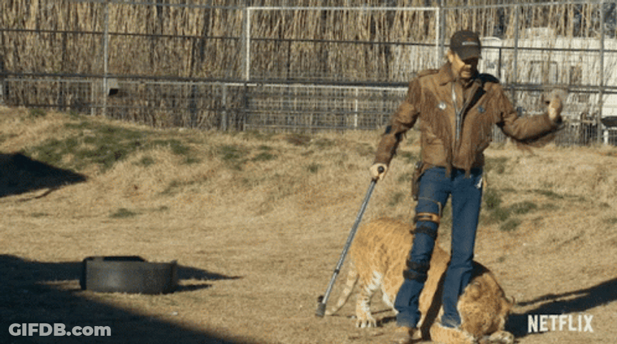Tiger King Chased By Tiger GIF