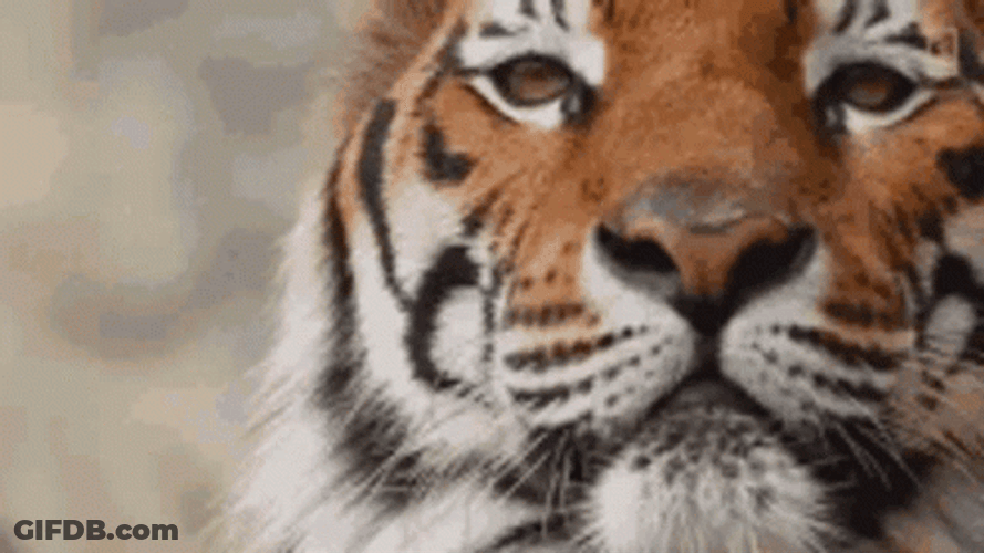 Tiger King Winking Tiger GIF
