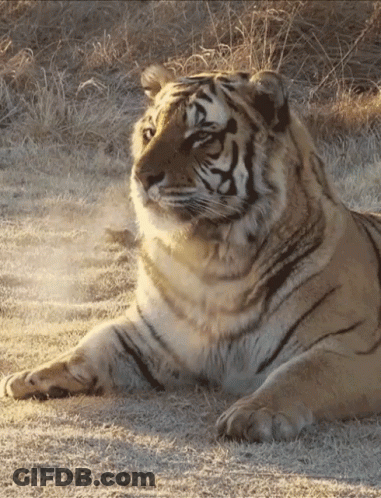 Tiger Laying Down In Dry Grass GIF