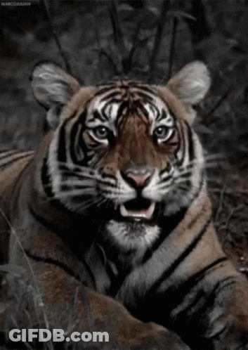 Tiger Laying Down Mouth Open Marcoujan GIF