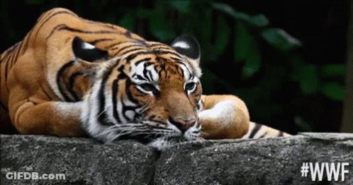 Tiger Laying On Rock With #WWF GIF