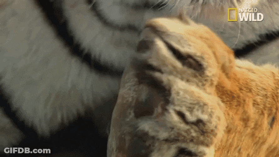 Tiger Licking Feet GIF