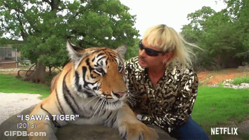 Tiger Lying Next To Man Saying I Saw A Tiger GIF
