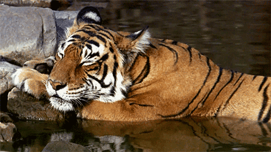 Tiger Nap Time On The Water GIF