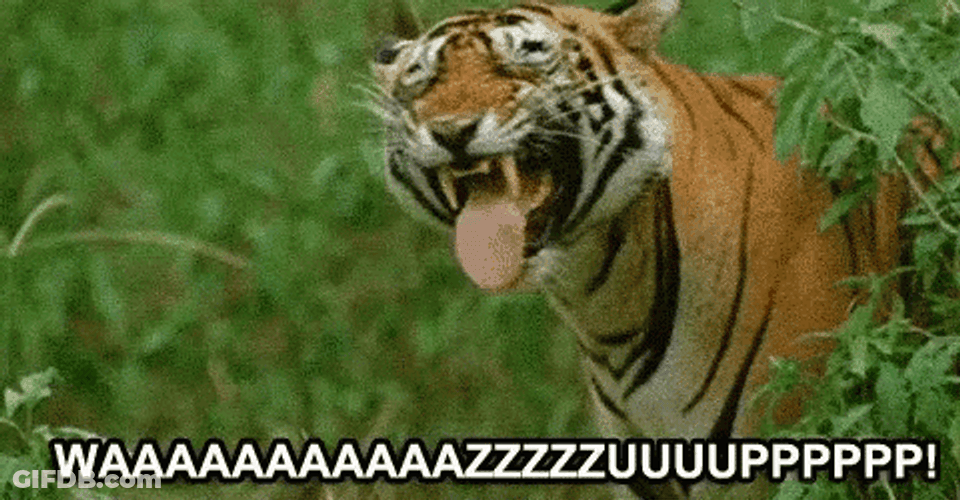 Tiger Neener Wazzup GIF