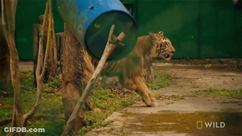 Tiger Next To Blue Barrel Saying Wild GIF