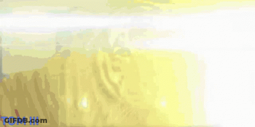 Tiger Painting Saying Tom III GIF