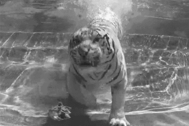 Tiger Roaming Underwater GIF