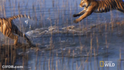 Tiger Running Through Water With National Geographic Wild Logo GIF
