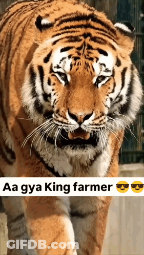 Tiger Saying Aa Gya King Farmer GIF