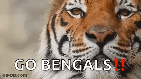 Tiger Saying Go Bengals GIF