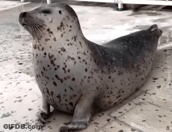 Tiger Seal Body Stretch GIF