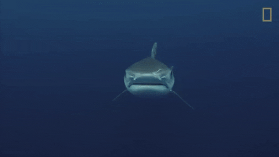 Tiger Shark Swimming Away Under Ocean GIF