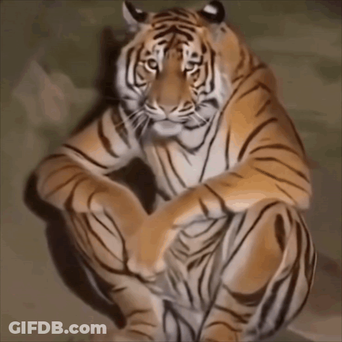Tiger Sitting With Legs Crossed GIF