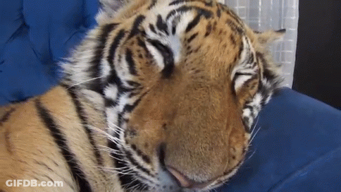 Tiger Sleeping On Blue Couch GIF