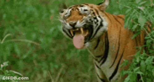 Tiger Sticking Tongue Out In Grass GIF