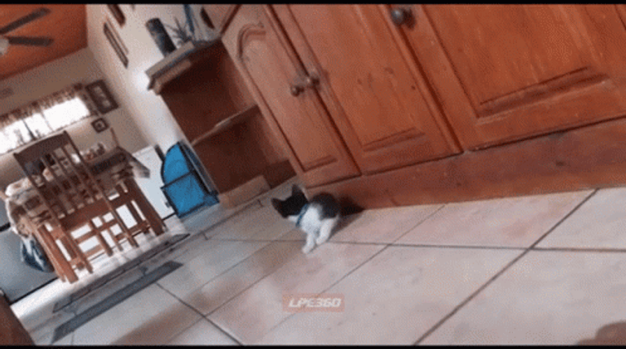 Tiger Stuffed Toy Scared Cat GIF