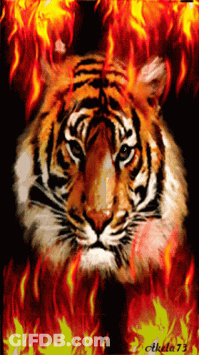 Tiger Surrounded By Flames Number 73 GIF