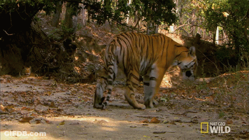 Tiger Walking Down Dirt Path National Geographic Wild GIF