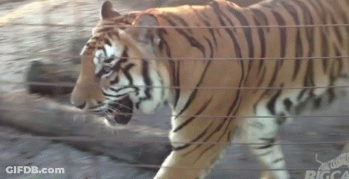 Tiger Walking Through Fence With GCA Logo GIF