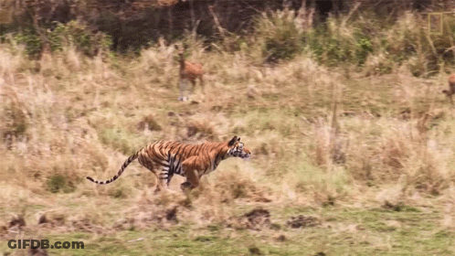 Tiger Walking Through Field With Deer GIF