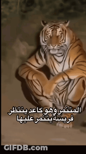 Tiger With Arabic Writing GIF