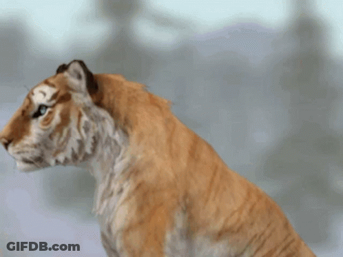 Tiger With Blue Eyes GIF