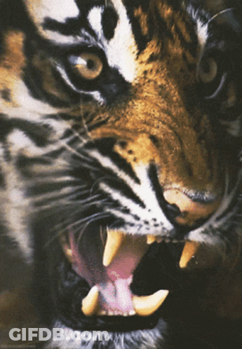 Tiger With Mouth Open GIF