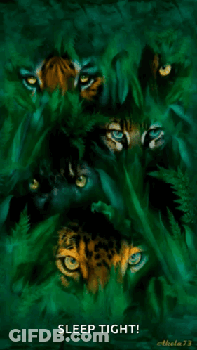 Tigers And Leopards Sleep Tight GIF
