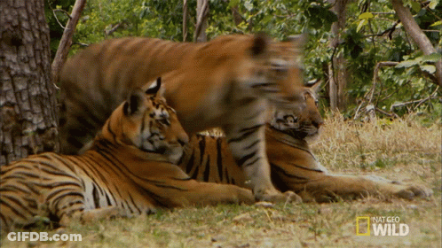 Tigers Lying In Grass With National Geographic Wild Logo GIF