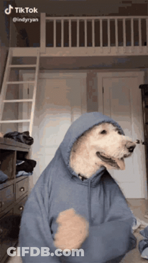 Tik Tok Dog Woah GIF