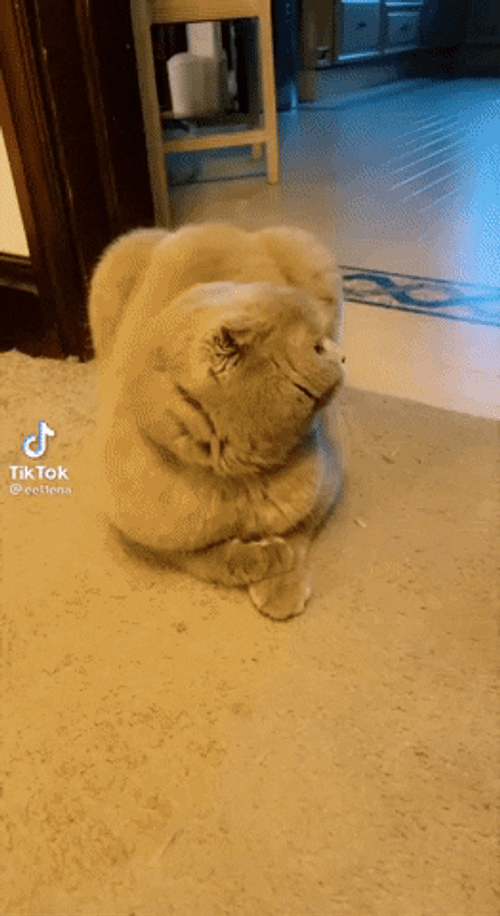 Tiktok Cat Disney Cartoon Eyes GIF