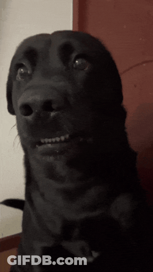 Tiktok Dog Awkward Dog GIF