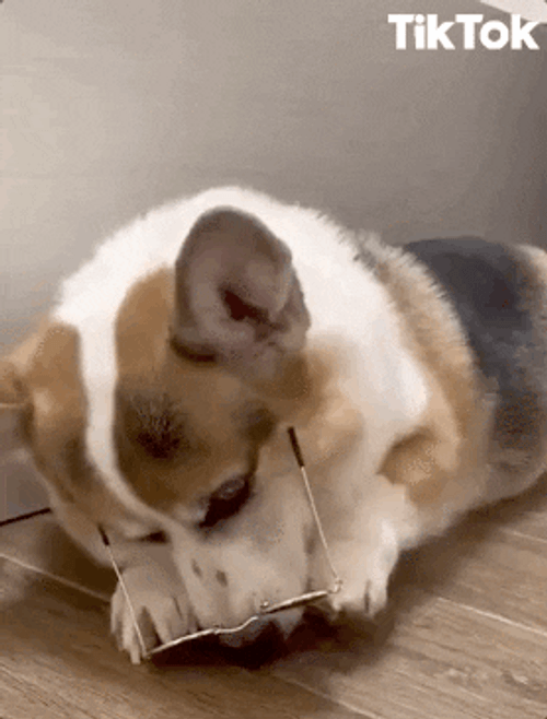 Tiktok Dog Sunglasses GIF
