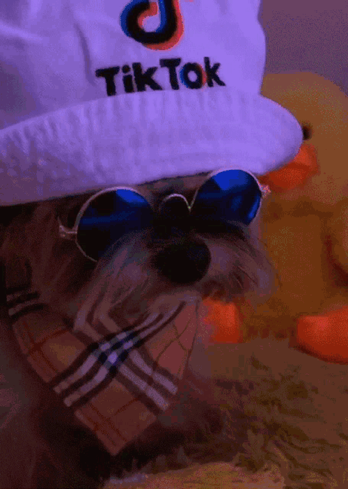 Tiktok Duckytheyorkie GIF