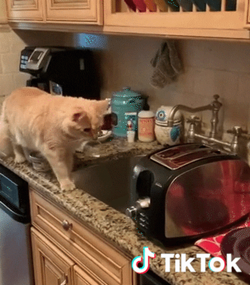 Tiktok Frightened Cat GIF