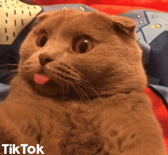 Tiktok Funny Cat GIF