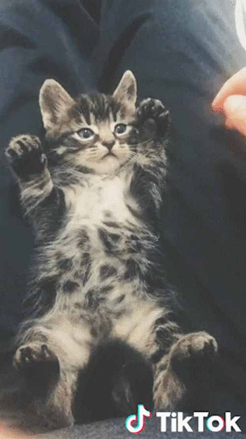 Tiktok Funny Kitten Play GIF