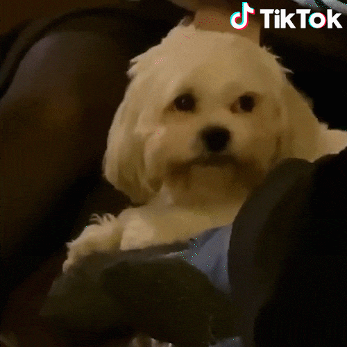 Tiktok Smiling Dog GIF