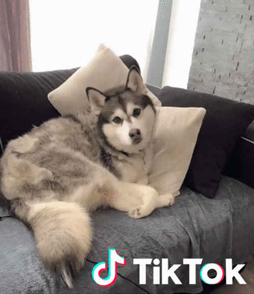 Tiktok Staring Husky GIF