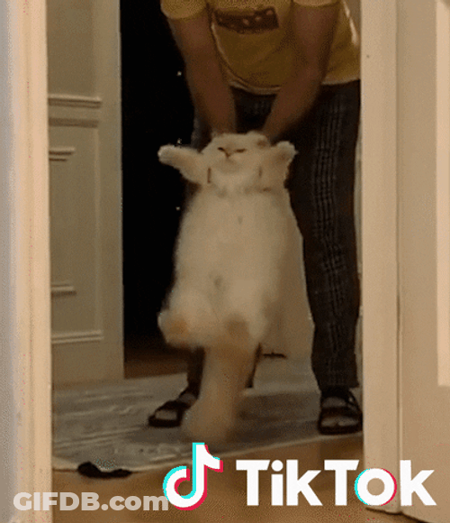 Tiktok Swinging Cat GIF