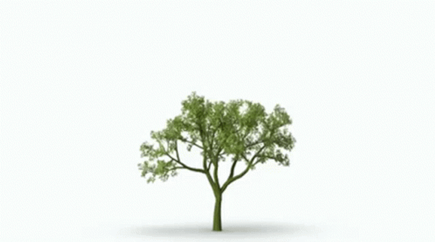 Time Lapse Of Growing Tree GIF