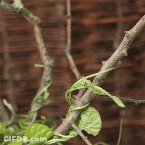 Time Lapse Of Growing Vines GIF